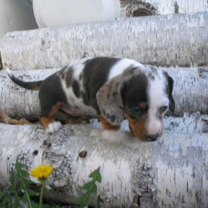 Lily playing in the wood pile