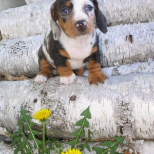 Lily playing with flowers