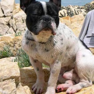 Jaq French Bulldog