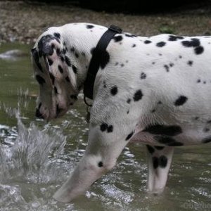Enzo likes water!
