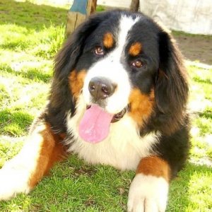 Dona beautiful bernese mountain dog