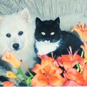 Kami  Japanese spitz and Sidarella Housecat
