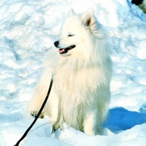 Toyo-Mikado Japanese spitz (from Norway)