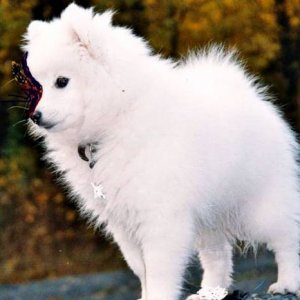 Toyo-Mikado Japanese spitz  (from Norway)