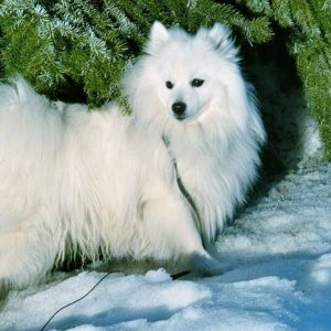 Toyo-Mikado  Japanese spitz  (from Norway)