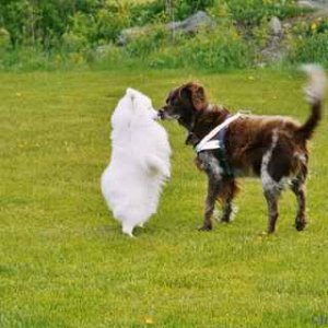 Toyo-mikado Japanese spitz (from Norway)