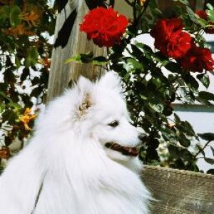 Toyo-Mikado.Japanese spitz  (from Norway)