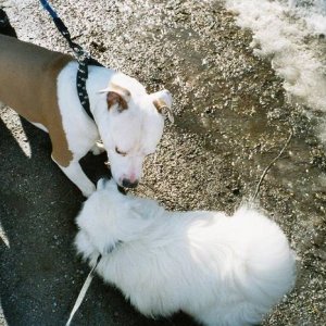 Toyo-Mikado.Japanese spitz