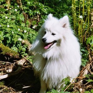 Toyo-Mikado.Japanese spitz