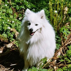 Toyo-Mikado.Japanese spitz