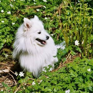 Toyo-Mikado.Japanese spitz