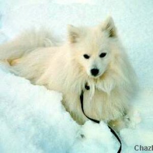 Toyo-Mikado.Japanese spitz