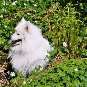 Toyo-mikado.Japanese spitz