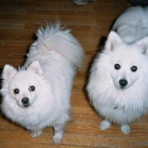 Toyo-Mikado.Japanese spitz