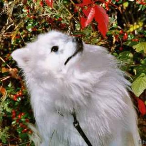 Toyo-Mikado.Japanese spitz