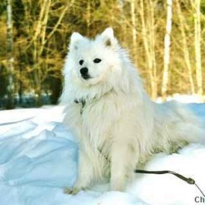 Toyo-Mikado-Japanese spitz