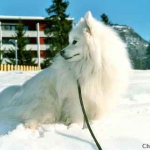 Toyo-Mikado.Japanese spitz