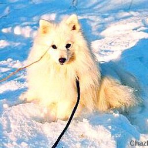 Toyo-Mikado.Japanese spitz