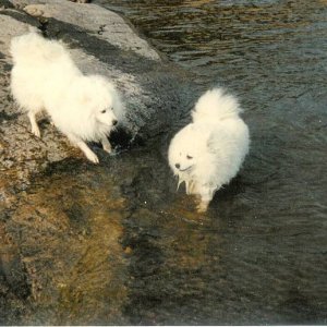 Kami and Koneko.Japanese spitzs