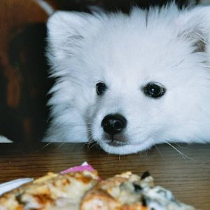 Toyo-Mikado.Japanese spitz