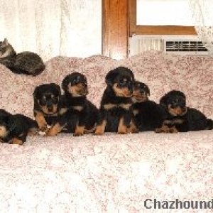 ROYAL HILL ROTTWEILER PUPPIES