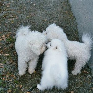 Toyo-Mikado Japanese spitz