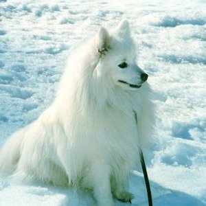 Toyo-Mikado.Japanese spitz (from Norway)