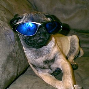 Cool Dog #1