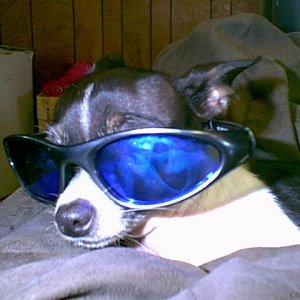 Cool Dog #2