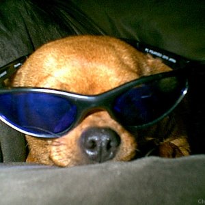 Cool Dog #3