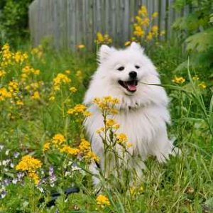 Toyo-Mikado.Japanese spitz