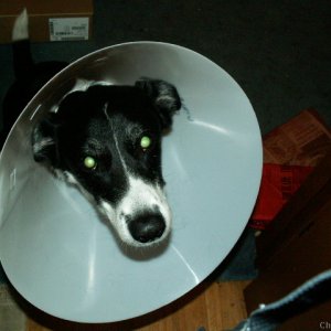 A very unhappy King doesn't like his cone..