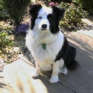 Nara - my border collie