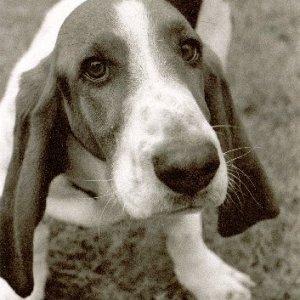 The Basset named Humphrey