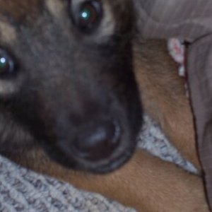 Sakari the day we got her