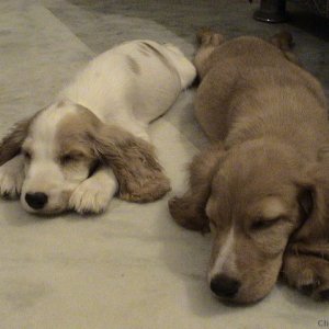 My Cocker Spaniel Pups