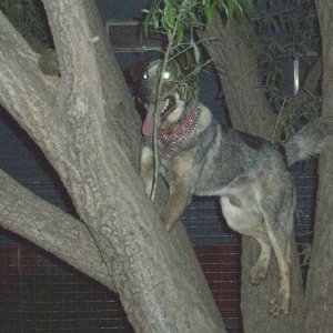 I'm a tree dog.