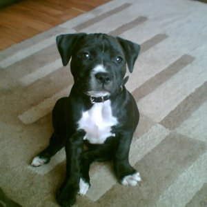 12 week old staffordshire bull terrier girl