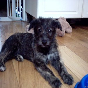 9 week old lurcher