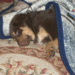 Rocky sleeping under the covers