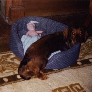 Long Hair Dachshund