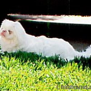 Elija Albino Pekingese