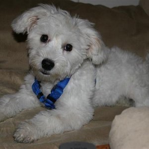 My sisters Maltipoo pup