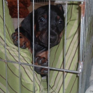 Dobe puppies