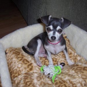 My Chihuahua Bella Blue