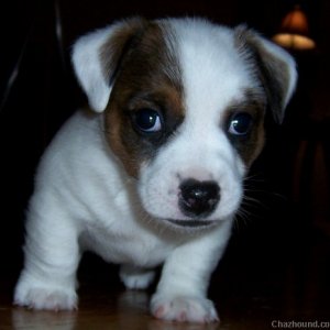 JRT PUP