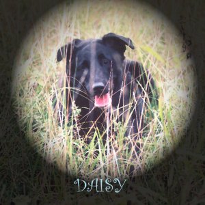 Meet Daisy
