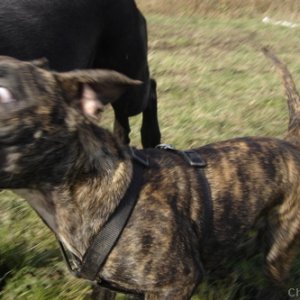 Media 'In action' in category 'Dog Pictures'