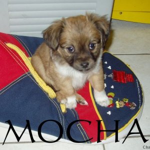 Baby_Mocha1