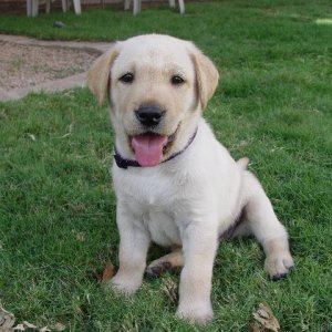 6 Week old Dexter Purebred Yellow Labrador Retriever